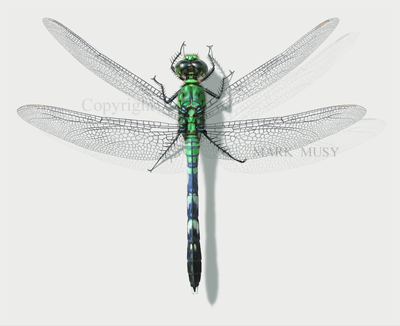 Dragonfly Green 08 Web
