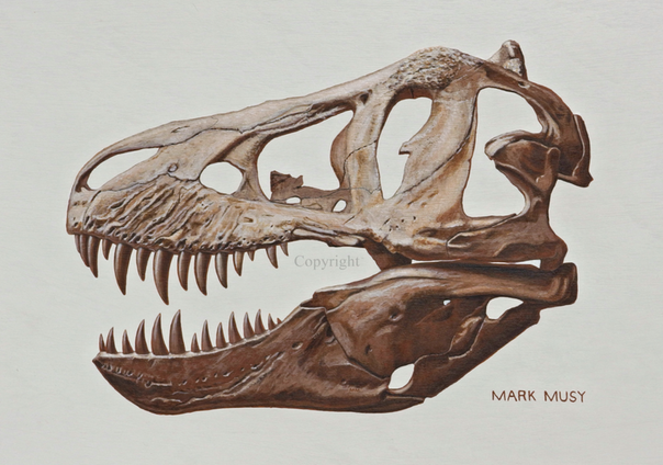 T-rex Skull 148L